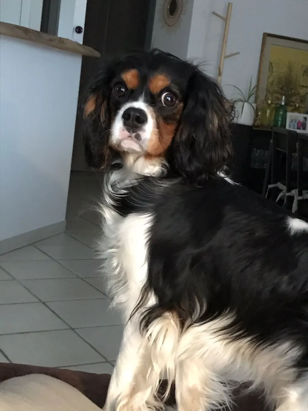 Cavalier King Charles assis dans une cuisine